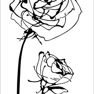 Decor Blancos Roses Blanco 30 x 60